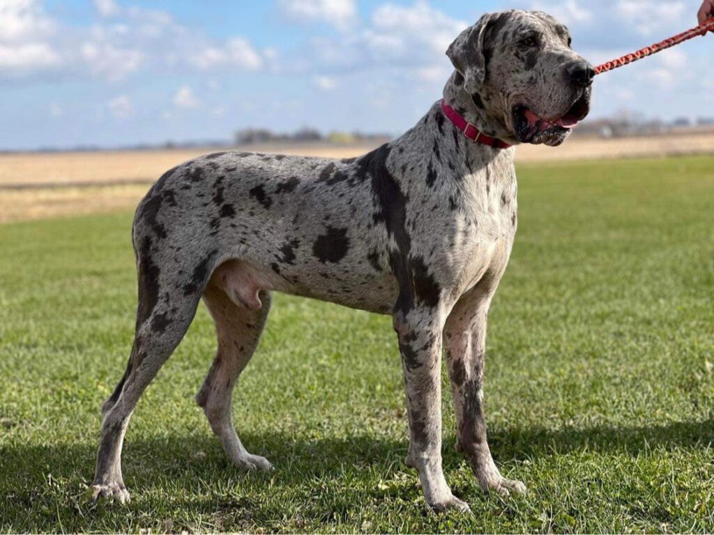 Blue Merle Great Dane