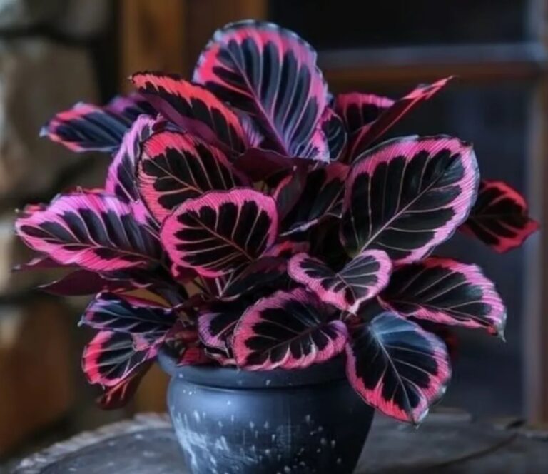 calathea couture